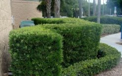 Podocarpus Macrophyllus Upright Yew - 6 Pack Of 1 Gallon Pots -Wilson Bros Gardens Shop Podocarpus Upright Yew 11