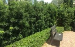 Podocarpus Macrophyllus Upright Yew - 6 Pack Of 1 Gallon Pots -Wilson Bros Gardens Shop Podocarpus Upright Yew 12