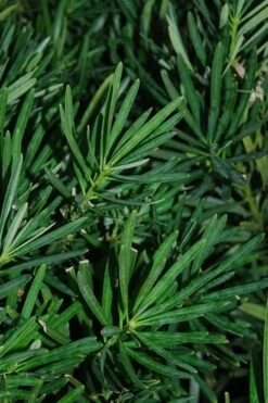 Podocarpus Macrophyllus Upright Yew - 6 Pack Of 1 Gallon Pots -Wilson Bros Gardens Shop Podocarpus Upright Yew 13