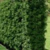 Podocarpus Macrophyllus Upright Yew - 6 Pack Of 1 Gallon Pots