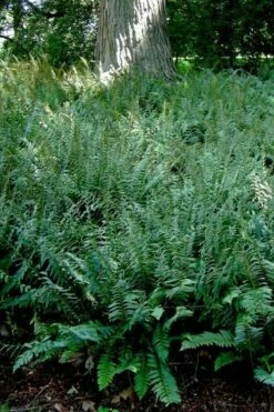 Christmas Fern (Polystichum Acrostichoides) - 1 Gallon Pot -Wilson Bros Gardens Shop Polystichum acrostichoides christmas fern 24