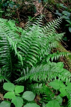 Christmas Fern (Polystichum Acrostichoides) - 1 Gallon Pot -Wilson Bros Gardens Shop Polystichum acrostichoides christmas fern 28