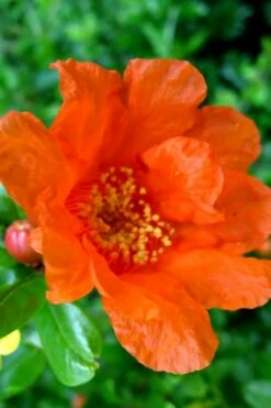 Russian 26 Cold Hardy Pomegranate - 3 Gallon Pot -Wilson Bros Gardens Shop Pomegranate Russian 26 11 1