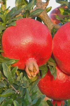 Salavatski Cold Hardy Russian Pomegranate - 1 Gallon Pot -Wilson Bros Gardens Shop Pomegranate Russian 26 Rev 500x750 5