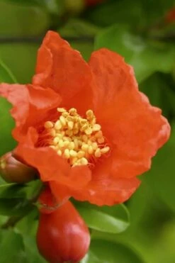 Austin Pomegranate - 3 Gallon Pot -Wilson Bros Gardens Shop Pomegranate Salavatski 3 1