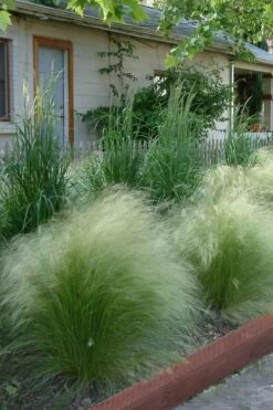 Pony Tails Mexican Feather Grass (Stipa Tennuissima) - 5 Pack Of Quart Pots -Wilson Bros Gardens Shop Ponytails Grass Mexican Feather Rev 500x750 2