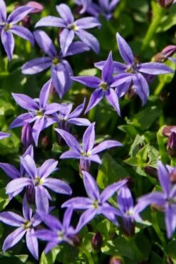 County Park Pratia (Blue Star Creeper) - 10 Pack Of 4" Pots -Wilson Bros Gardens Shop Pratia Country Park Blue Star Creeper 1 1
