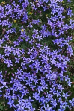 County Park Pratia (Blue Star Creeper) - 10 Pack Of 4" Pots -Wilson Bros Gardens Shop Pratia Country Park Blue Star Creeper 4