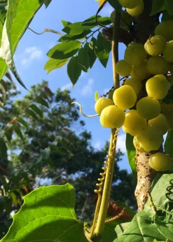 Amla, Indian Gooseberry (Phyllanthus Emblica) 16 Amla, Indian Gooseberry (Phyllanthus Emblica) -Wilson Bros Gardens Shop Product Photo Size Template 1610px X 2250px