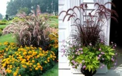 Purple Fountain Grass (Pennisetum Rubrum) - 5 Pack Of Quart Pots -Wilson Bros Gardens Shop Purple Dountain Grass Beds Containers 1