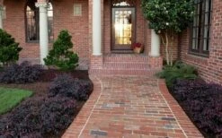 Purple Pixie Loropetalum - 2.5 Quart Pot -Wilson Bros Gardens Shop Purple Pixie Loropetalum Border 3