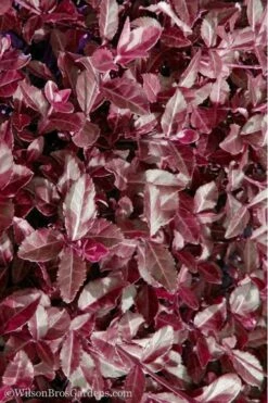 Purple Wintercreeper (Euonymus Fortunei 'Coloratus') - 36 Pack Of Pint Pots -Wilson Bros Gardens Shop Purple Wintercreeper 7