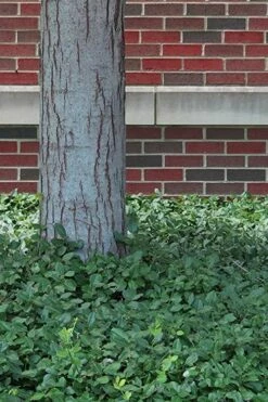 Purple Wintercreeper - Euonymus Fortunei Coloratus - 18 Count Flat Of Pint Pots -Wilson Bros Gardens Shop Purple Wintercreeper 8 5