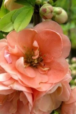 Cameo Flowering Quince - 3 Gallon Pot 9 Cameo Flowering Quince - 3 Gallon Pot -Wilson Bros Gardens Shop Quince Cameo 5