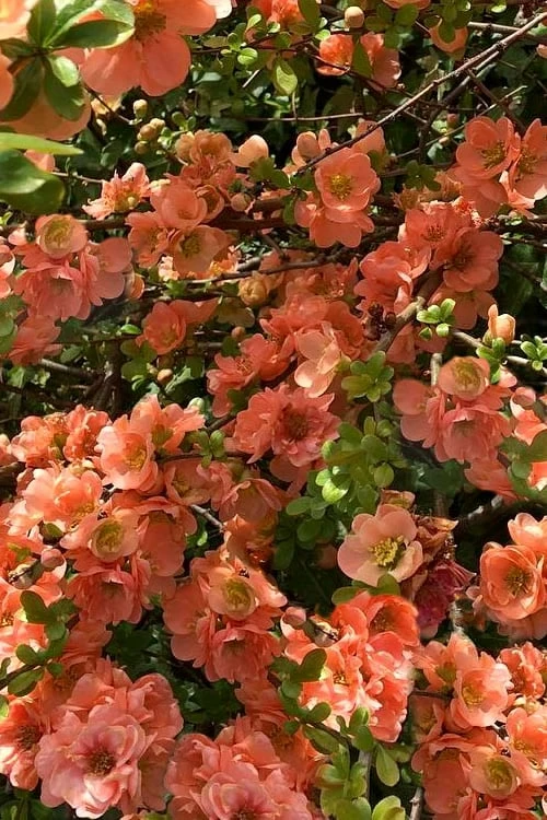 Cameo Flowering Quince - 2 Gallon Pot 1 Cameo Flowering Quince - 2 Gallon Pot