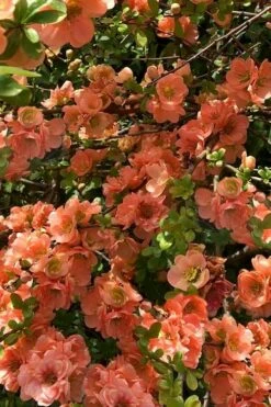 Cameo Flowering Quince - 1 Gallon Pot
