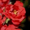 Iwai Nishiki Red Flowering Quince - 3 Gallon Pot