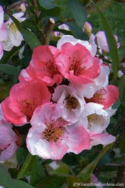 Toyo Nishiki Flowering Quince - Chaenomeles Speciosa - 5 Gallon Pot -Wilson Bros Gardens Shop Quince Toyo Nishiki 2 1