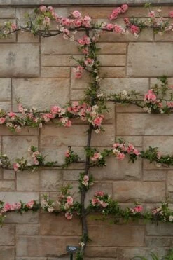 Toyo Nishiki Flowering Quince - Chaenomeles Speciosa - 2 Gallon Pot -Wilson Bros Gardens Shop Quince Toyo Nishiki 4