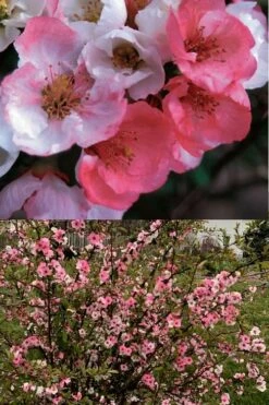 Toyo Nishiki Flowering Quince - Chaenomeles Speciosa - 5 Gallon Pot -Wilson Bros Gardens Shop Quince Toyo Nishiki 6 1