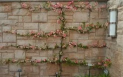 Toyo Nishiki Flowering Quince - Chaenomeles Speciosa - 2 Gallon Pot -Wilson Bros Gardens Shop Quince Toyo Nishiki 9