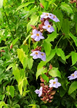 Rang Jued (Thunbergia Laurifolia) -Wilson Bros Gardens Shop Rang Jued plant for sale flowers on the vine