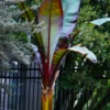 Red Abyssinian (Ensete Maurelii)