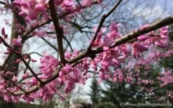The Rising Sun Redbud Tree - 7 Gallon Pot (3-4') -Wilson Bros Gardens Shop Redbud Rising Sun 31 3