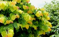 The Rising Sun Redbud Tree - 7 Gallon Pot (3-4') -Wilson Bros Gardens Shop Redbud Rising Sun 33 3