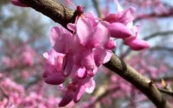 The Rising Sun Redbud Tree - 2 Gallon Pot -Wilson Bros Gardens Shop Redbud Rising Sun Flower Closeup