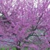 Eastern Redbud - 1 Gallon Pot