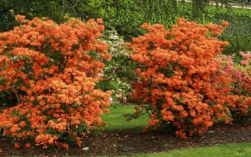 Gibraltar Azalea (Rhododendron) - 3 Gallon Pot 4 Gibraltar Azalea (Rhododendron) - 3 Gallon Pot - Image 4
