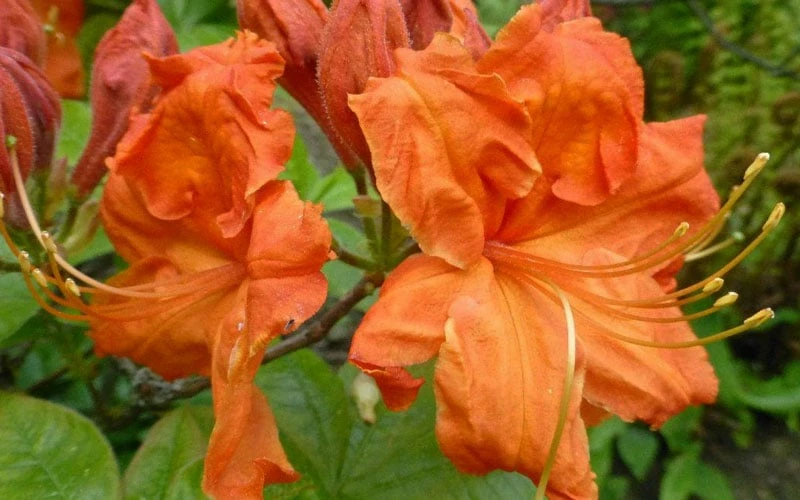 Gibraltar Azalea (Rhododendron) - 3 Gallon Pot 6 Gibraltar Azalea (Rhododendron) - 3 Gallon Pot - Image 6