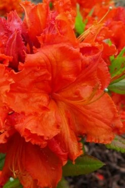 Gibraltar Azalea (Rhododendron) - 3 Gallon Pot 10 Gibraltar Azalea (Rhododendron) - 3 Gallon Pot -Wilson Bros Gardens Shop Rhododendron Gibraltar 4