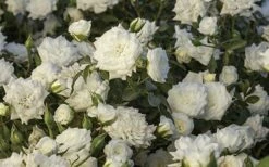 White Drift Rose - 2 Gallon Pot 10 White Drift Rose - 2 Gallon Pot -Wilson Bros Gardens Shop Ride White Drift Blooms 1