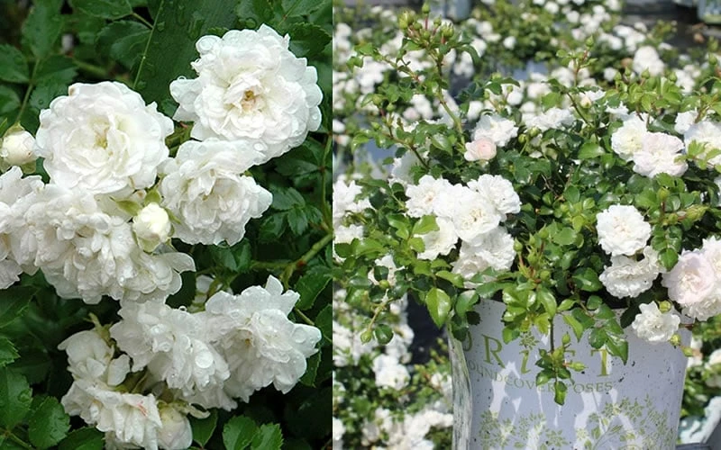 White Drift Rose - 2 Gallon Pot 6 White Drift Rose - 2 Gallon Pot - Image 6