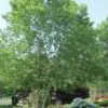 River Birch Tree (Betula Nigra) - 1 Gallon Pot