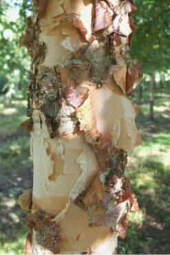 River Birch Tree (Betula Nigra) - 1 Gallon Pot -Wilson Bros Gardens Shop River Birch 12 4