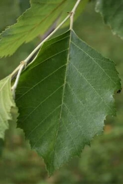 River Birch Tree (Multi Trunk) - 2 Gallon Pot -Wilson Bros Gardens Shop River Birch 13 3