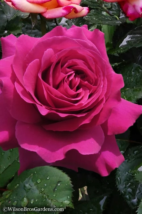 Brindabella Purple Prince Shrub Rose - 2 Gallon Pot 1 Brindabella Purple Prince Shrub Rose - 2 Gallon Pot