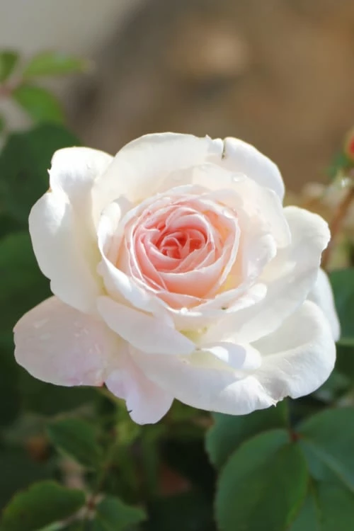 Brindabella Touch Of Pink Shrub Rose - 3 Gallon Pot 1 Brindabella Touch Of Pink Shrub Rose - 3 Gallon Pot