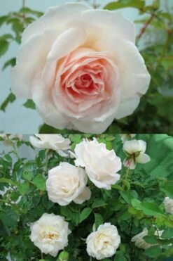 Brindabella Touch Of Pink Shrub Rose - 3 Gallon Pot 10 Brindabella Touch Of Pink Shrub Rose - 3 Gallon Pot -Wilson Bros Gardens Shop Rose Brindabella Touch of Pink 3 1