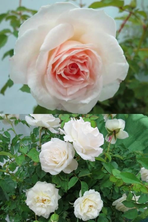 Brindabella Touch Of Pink Shrub Rose - 3 Gallon Pot 5 Brindabella Touch Of Pink Shrub Rose - 3 Gallon Pot - Image 5