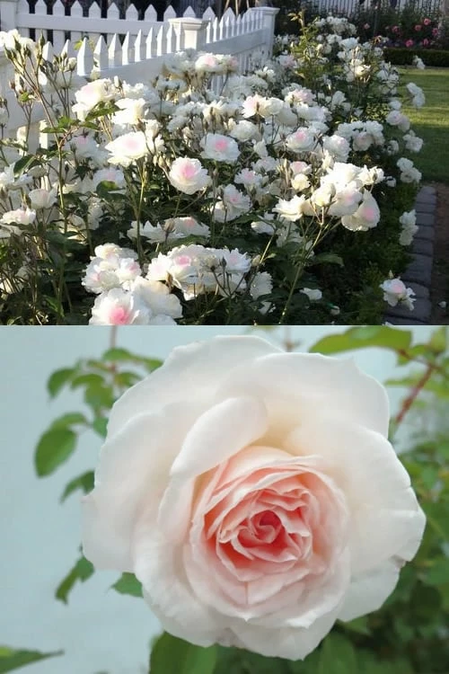 Brindabella Touch Of Pink Shrub Rose - 3 Gallon Pot 4 Brindabella Touch Of Pink Shrub Rose - 3 Gallon Pot - Image 4