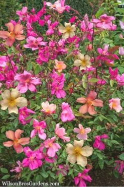 Butterfly Rose - Rosa Chinensis 'Mutabilis' - 3 Gallon Pot -Wilson Bros Gardens Shop Rose Chinese Butterfly 4