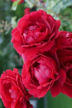 Don Juan Climbing Rose - 3 Gallon Pot -Wilson Bros Gardens Shop Rose Climbing Don Juan 2