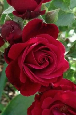 Don Juan Climbing Rose - 3 Gallon Pot -Wilson Bros Gardens Shop Rose Climbing Don Juan 3