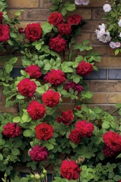 Don Juan Climbing Rose - 3 Gallon Pot -Wilson Bros Gardens Shop Rose Climbing Don Juan 5