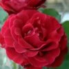 Don Juan Climbing Rose - 3 Gallon Pot