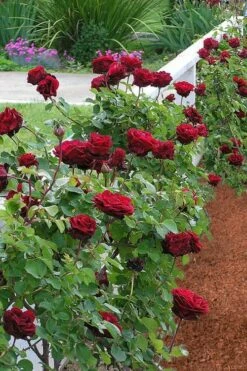 Don Juan Climbing Rose - 3 Gallon Pot -Wilson Bros Gardens Shop Rose Climbing Don Juan 9